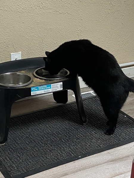 Entry image for Dexter. Clicking this image will show a larger photo