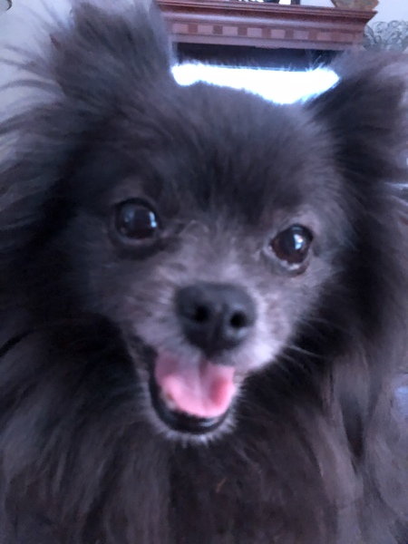 Entry image for Tiki (formerly Pepper Lola). Clicking this image will show a larger photo