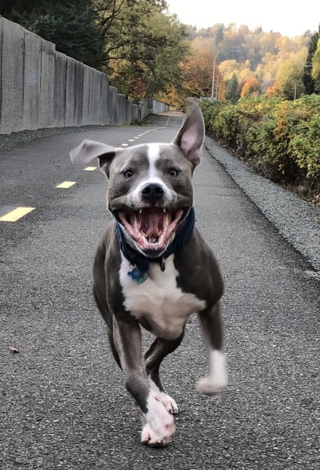 Entry image for Earl Grey. Clicking this image will show a larger photo