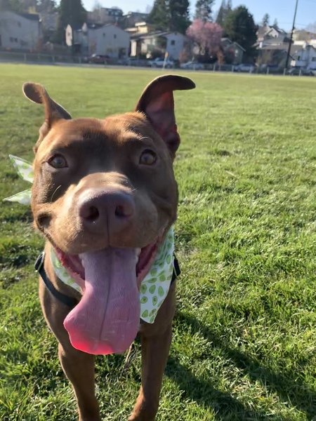 Entry image for Ringo . Clicking this image will show a larger photo