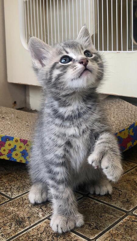 Entry image for Goose. Clicking this image will show a larger photo