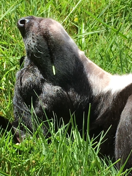 Entry image for Millie. Clicking this image will show a larger photo