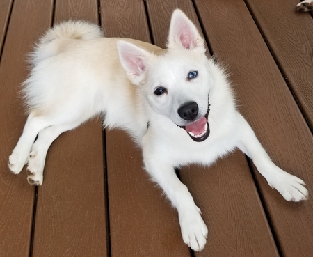 Entry image for Finn. Clicking this image will show a larger photo