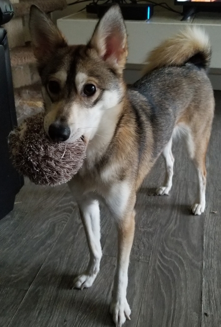 Entry image for Luka. Clicking this image will show a larger photo