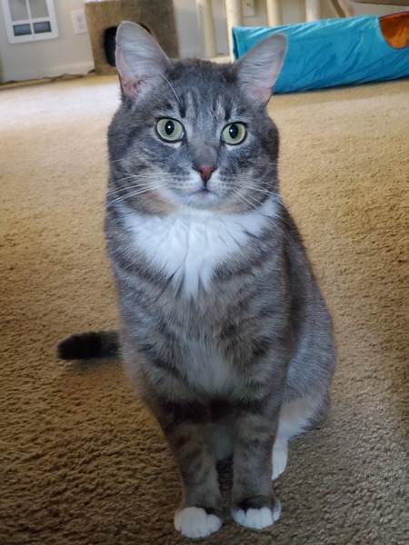 Entry image for Ham. Clicking this image will show a larger photo