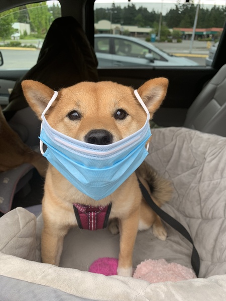 Entry image for Rubie Red. Clicking this image will show a larger photo