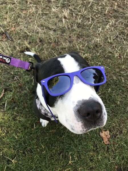 Entry image for Molly. Clicking this image will show a larger photo