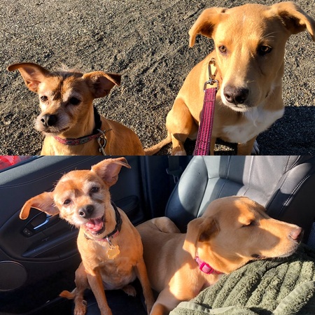 Entry image for Rue and Autumn. Clicking this image will show a larger photo