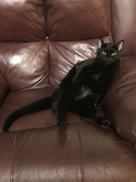 Entry image for Zillah. Clicking this image will show a larger photo