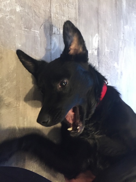 Entry image for Sadie . Clicking this image will show a larger photo