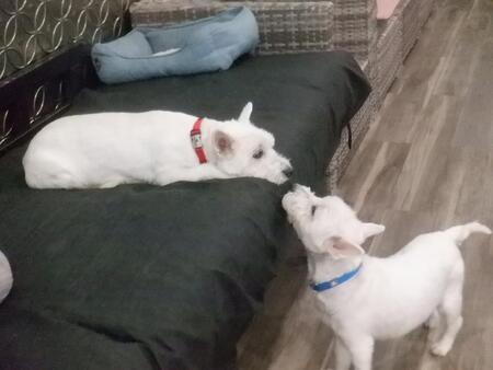 Entry image for Zeke and Riley. Clicking this image will show a larger photo