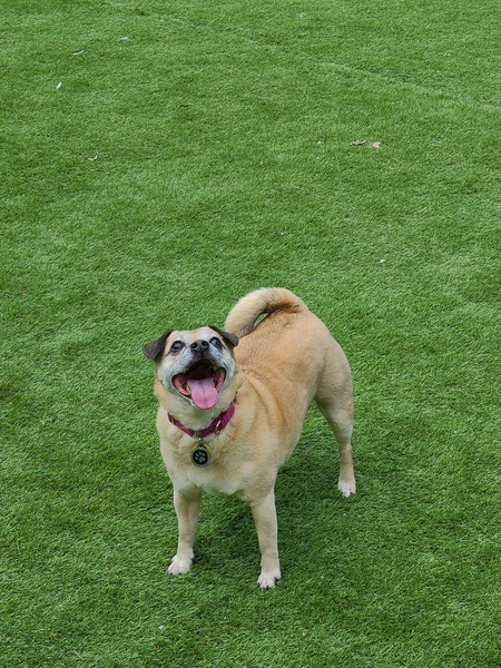 Entry image for Zoe. Clicking this image will show a larger photo