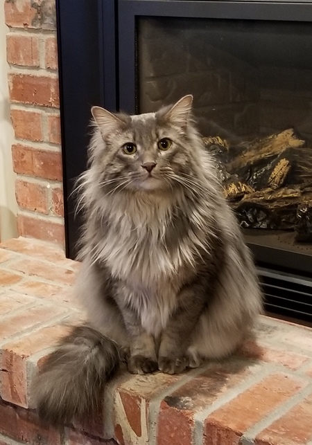 Entry image for Jasper. Clicking this image will show a larger photo