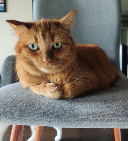 Entry image for Ally. Clicking this image will show a larger photo