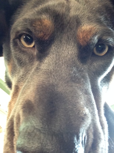 Entry image for Sadie. Clicking this image will show a larger photo