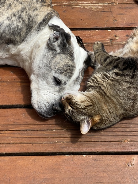 Entry image for Wiggles & Rupert (best friends!). Clicking this image will show a larger photo