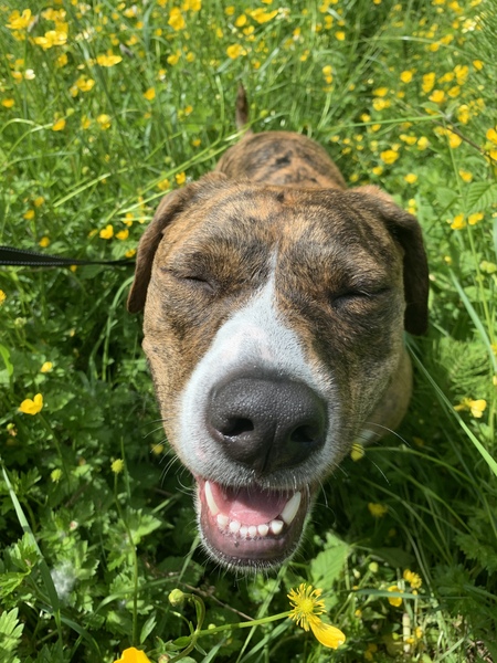 Entry image for Lucy. Clicking this image will show a larger photo