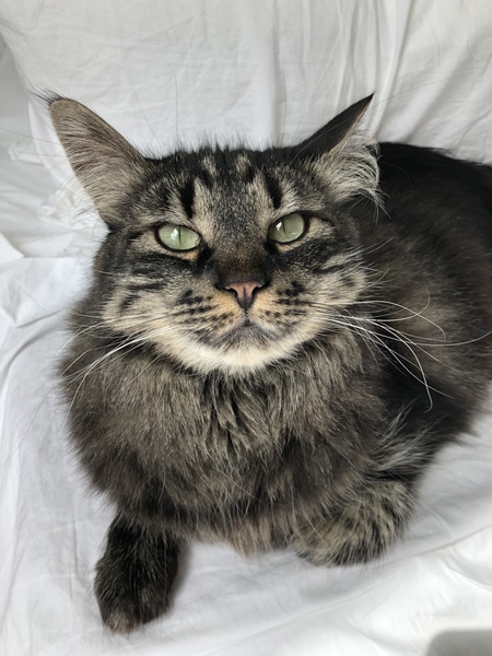 Entry image for Lil Miss. Clicking this image will show a larger photo