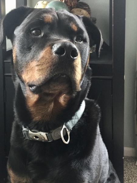 Entry image for Roman. Clicking this image will show a larger photo