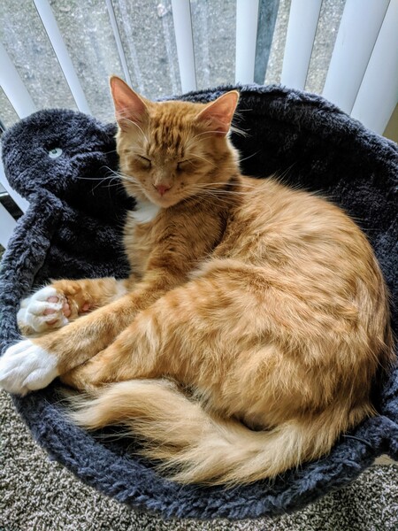 Entry image for Hono. Clicking this image will show a larger photo