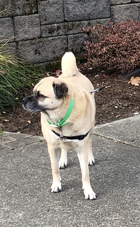 Max (husky + pug = hug)