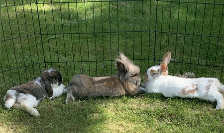 Cinnabun, Caramel, and Chloe