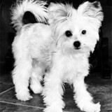 Entry image for Riley