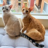 Entry image for Thor & Simba