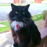 Entry image for Whiskers