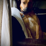 Entry image for Rex
