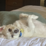 Entry image for Buddy