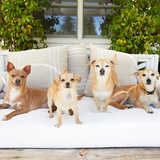 Entry image for Annie, Toffee, Elin & Lucy