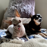 Entry image for Yoda & Pierre