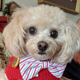 Entry image for Toby