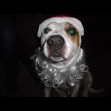 Entry image for Toby