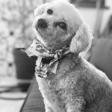 Entry image for Sophie
