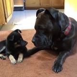 Entry image for Bella (Pit-X) and Teddi (one eyed pom-poo-X)