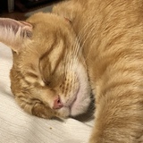 Entry image for Garfield 