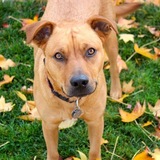 Entry image for Marley