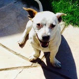 Entry image for Paloma