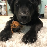 Entry image for Ollie