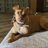 Entry image for Elmer