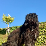 Entry image for baffi