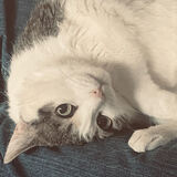 Entry image for Maisie