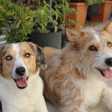 Entry image for Cooper and Charlie