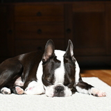Entry image for Otis