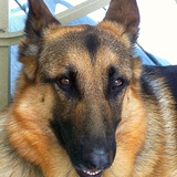 Entry image for Sadie