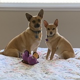 Entry image for Opie and Timmy