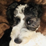 Entry image for Barkley 