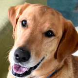 Entry image for Bodie